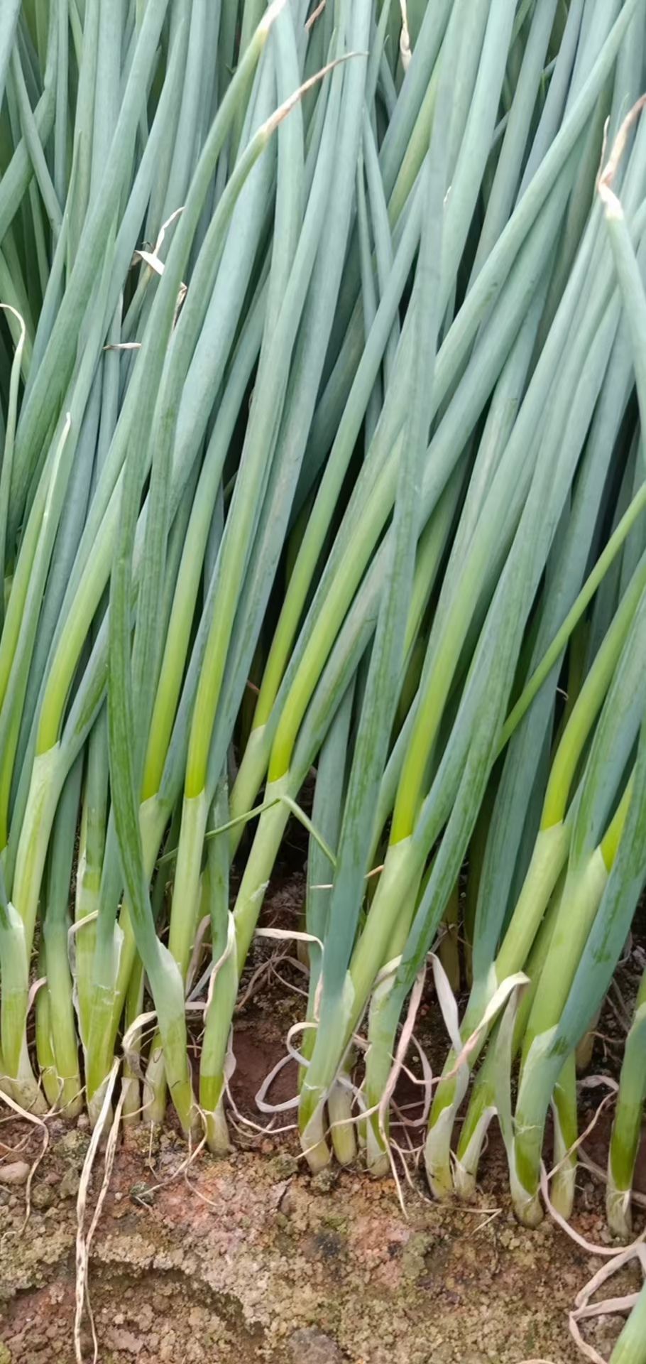 铁杆大葱苗 常年出售优质铁杆葱苗葱种，发往全国各地，品种抗病能力强