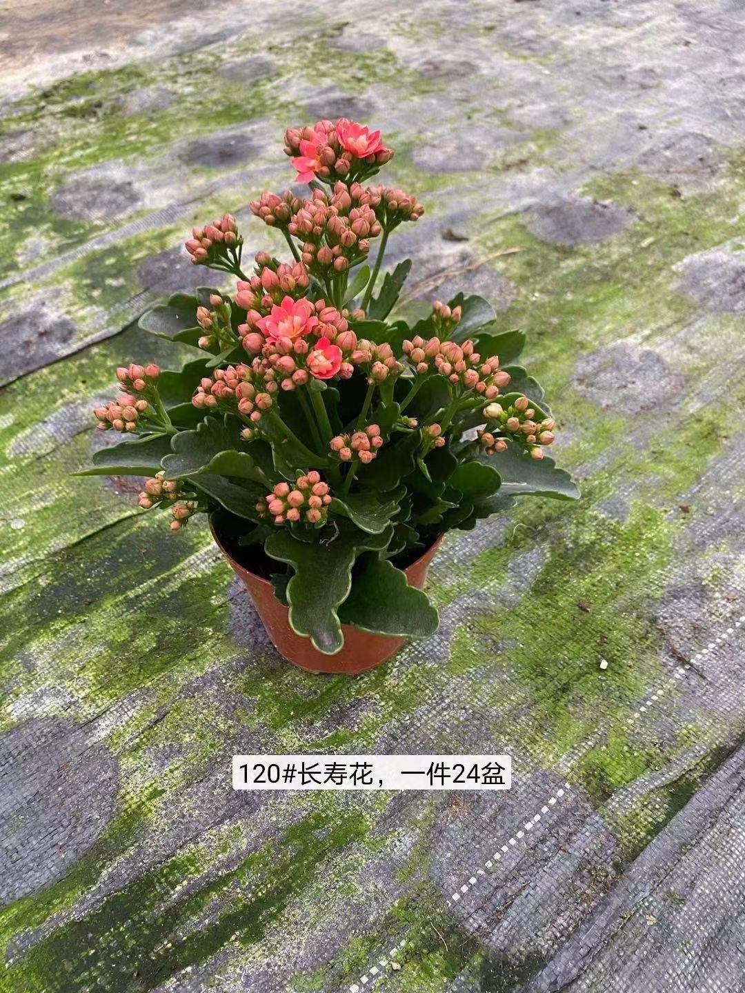 长寿花盆栽重瓣大花带花苞花苗室内开花多肉好养花卉植物鲜花绿植