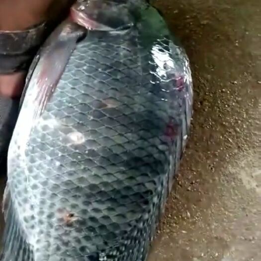 开平市罗非鱼苗