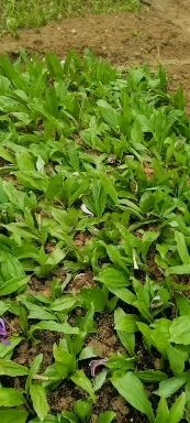 山慈菇种苗  大叶【冰球子】苗，基地直供，独叶独花正宗