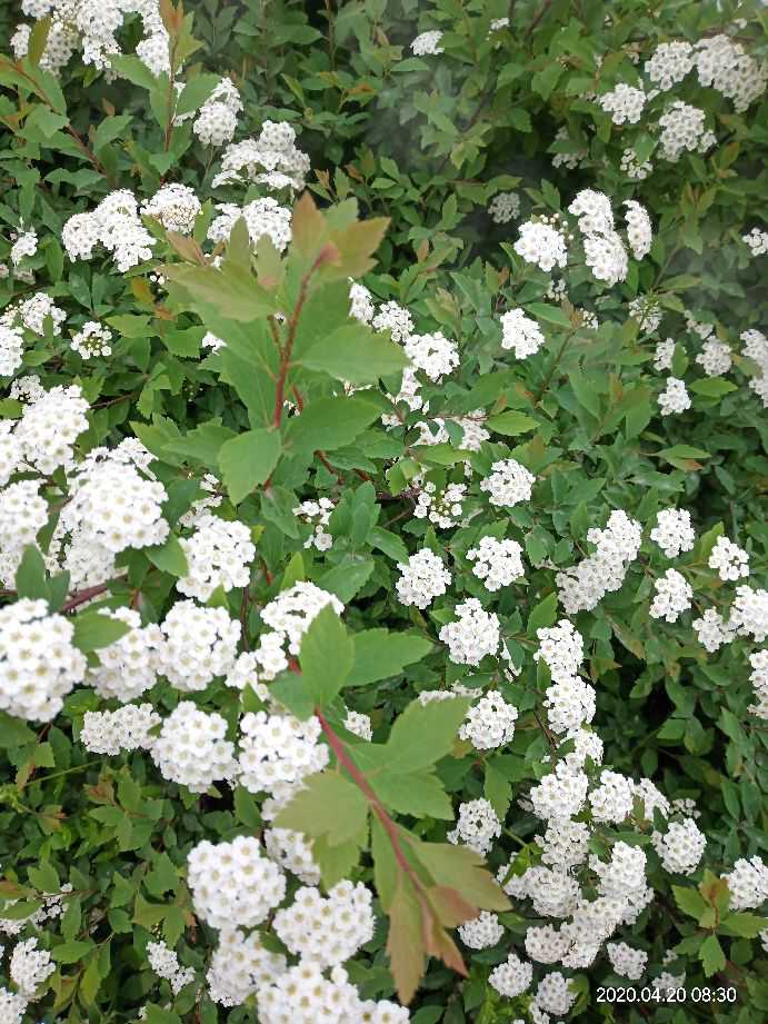 绣线菊 红花绣线菊 麻叶绣线菊 金山绣线菊 营养杯绣线菊基地