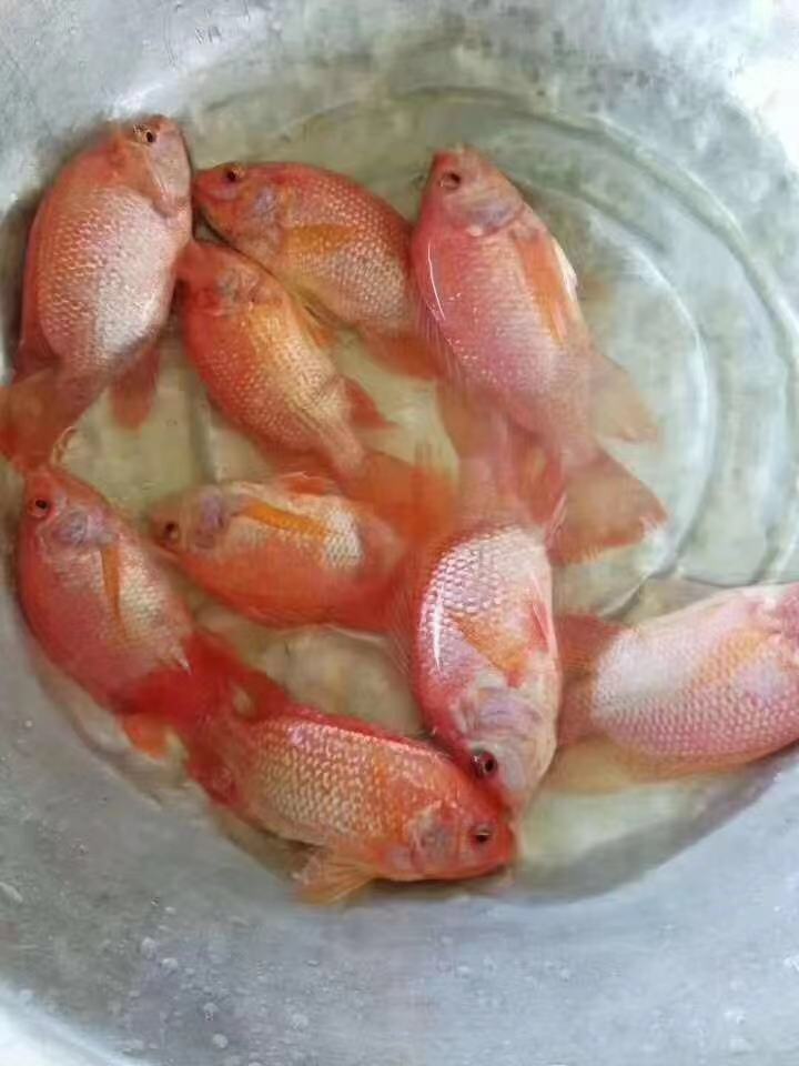 BAO纹红罗非鱼苗，量大从优，价格可议