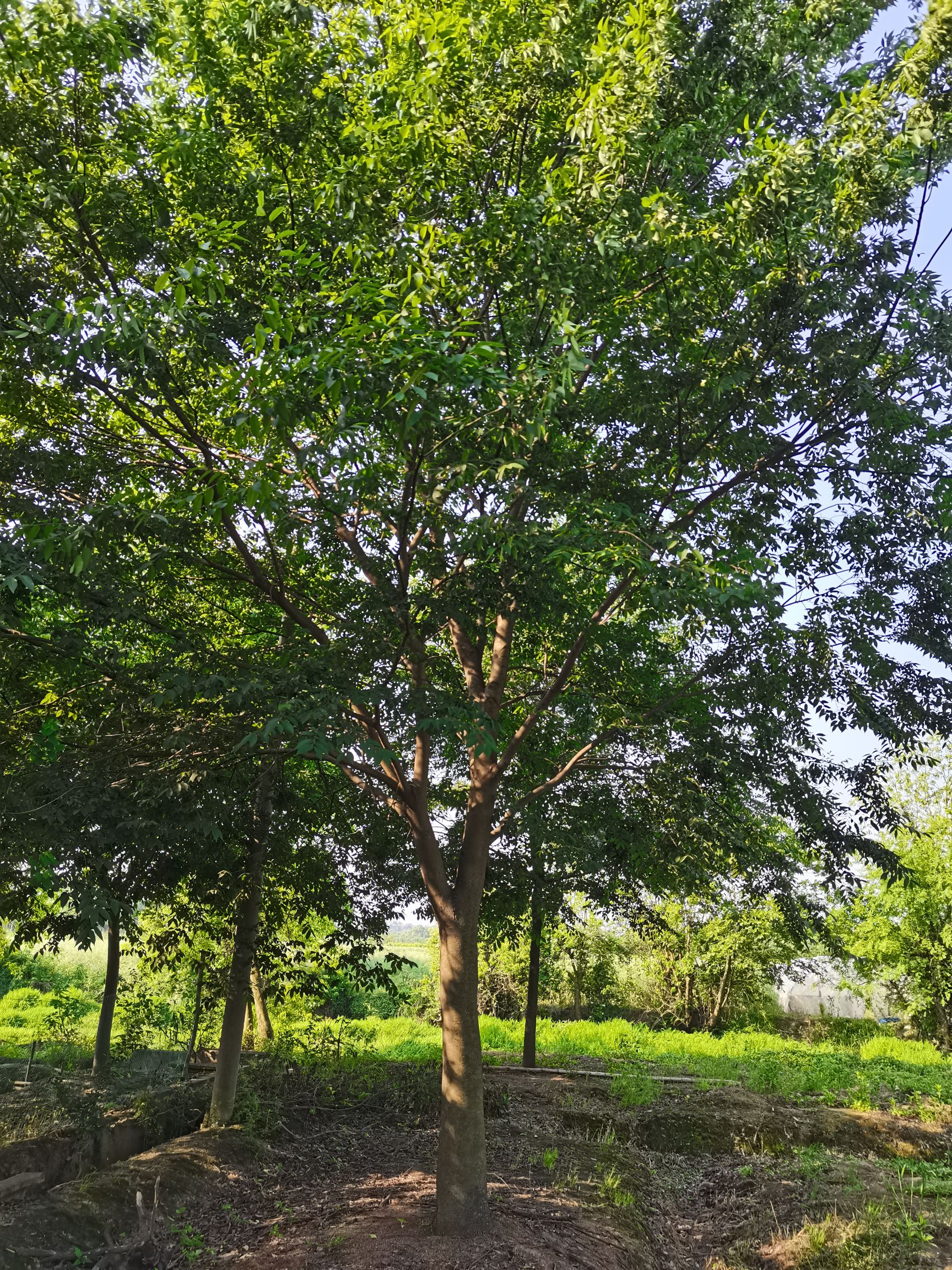 红榉  本苗圃常年批发 2-22公分榉树，树形优美，诚信经营