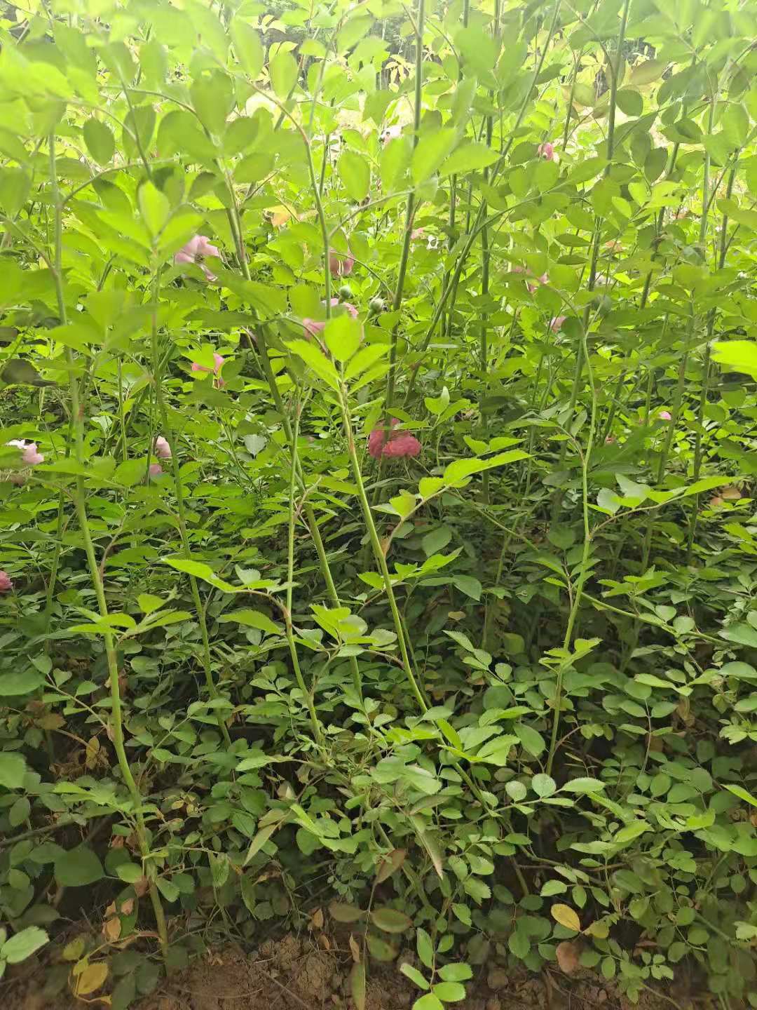 蔷薇 爬蔷薇 红花蔷薇  蔷薇苗 营养杯蔷薇 陕西蔷薇直销