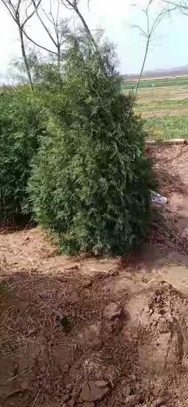 西安侧柏