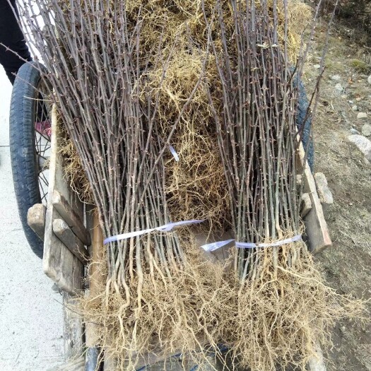 凤县 凤椒花椒苗大红袍花椒苗
