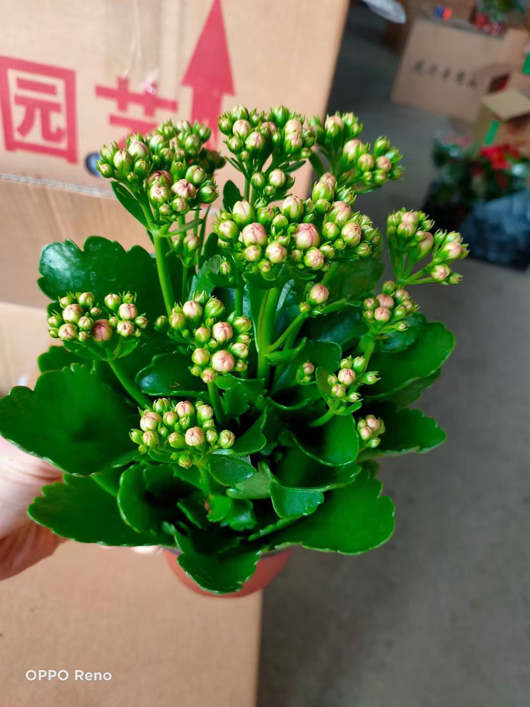 长寿花盆栽重瓣大花带花苞花苗室内开花多肉好养花卉植物鲜花绿植