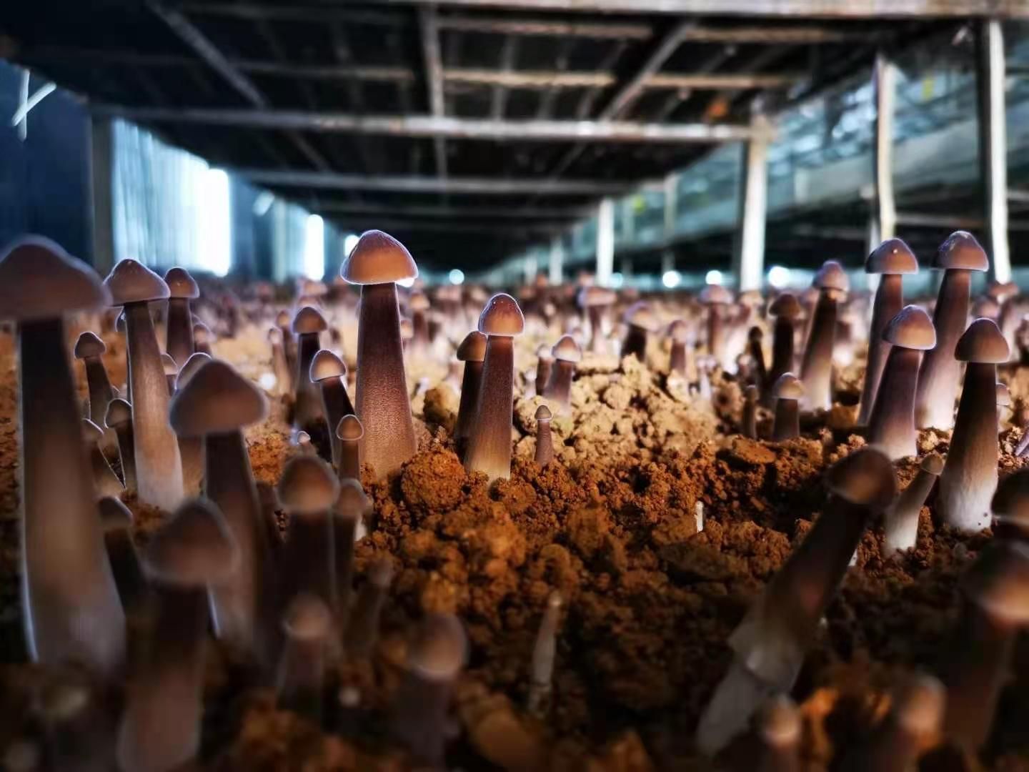 鸡枞菌菌种  黑皮鸡枞菌菌包
