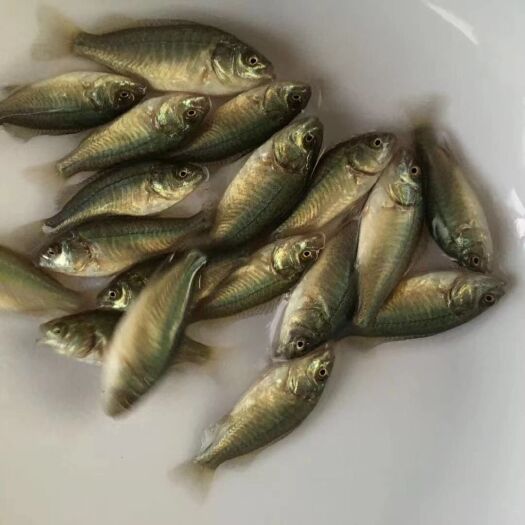 鹤山市宝石鲈鱼苗量大从优，价格可议