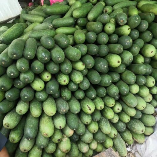 南宁 毛节瓜