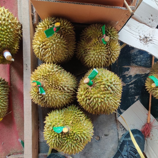 南宁金枕榴莲  泰国金枕整件批发挑果批发