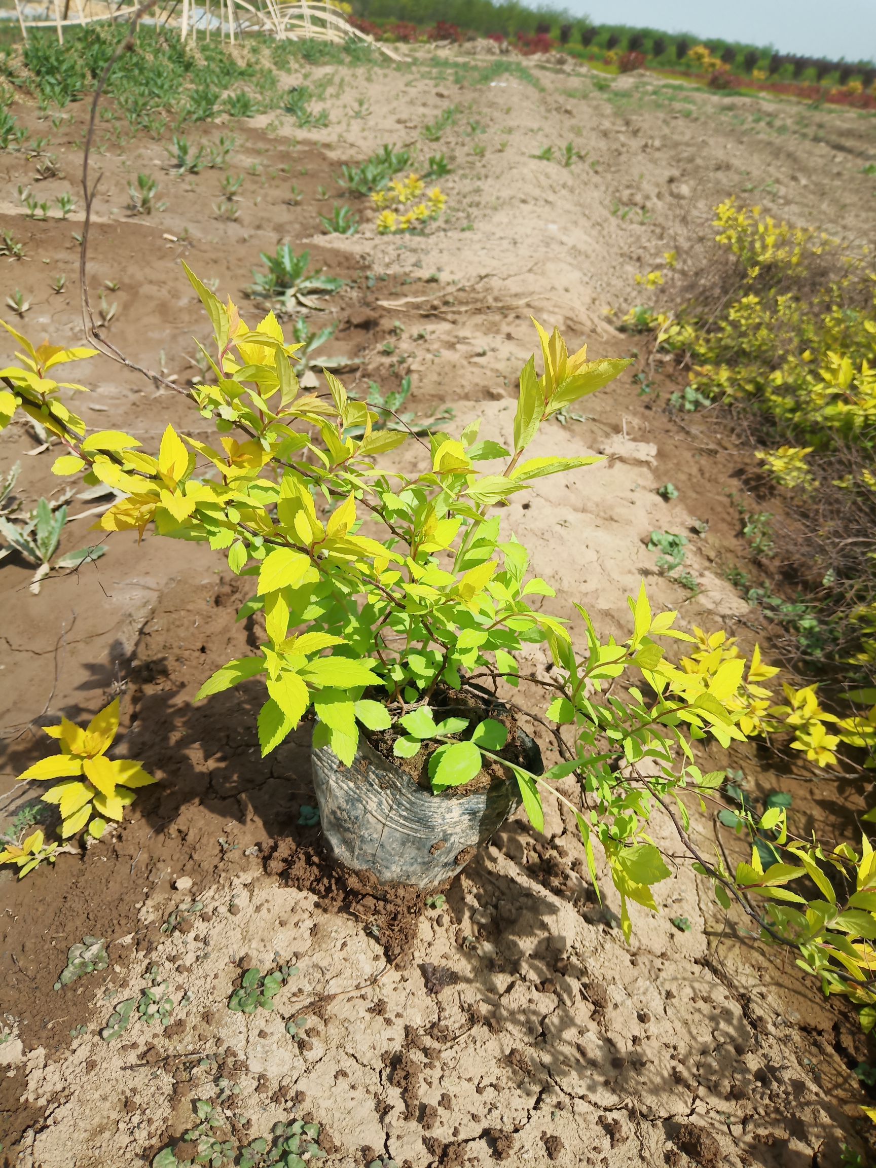 绣线菊 红花绣线菊 麻叶绣线菊 金山绣线菊 营养杯绣线菊基地