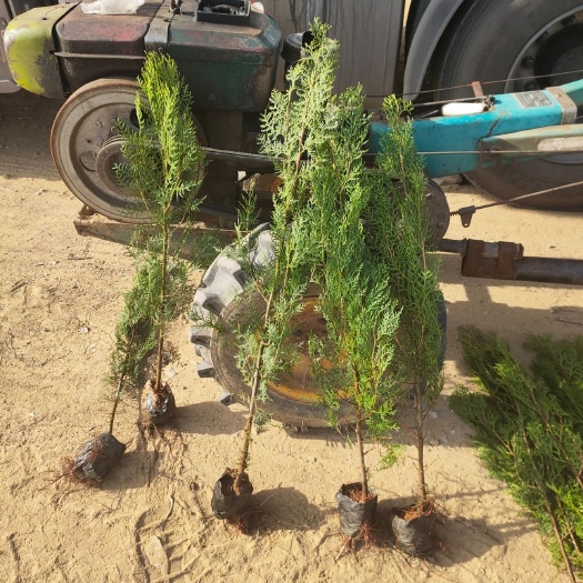 莒南县圆枝侧柏  侧柏  苗壮  质优价廉  侧柏基地 山东侧柏