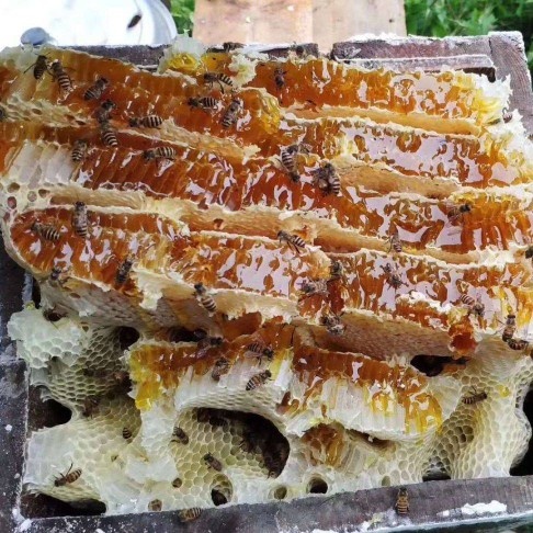 神农架神农架百花蜜