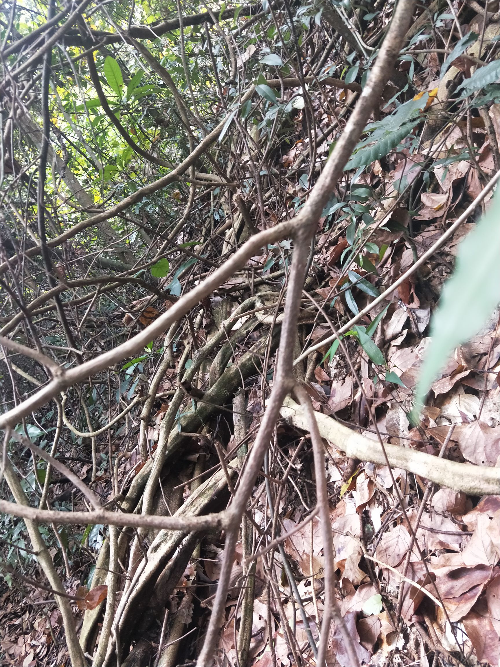 大贸大量鸡血藤