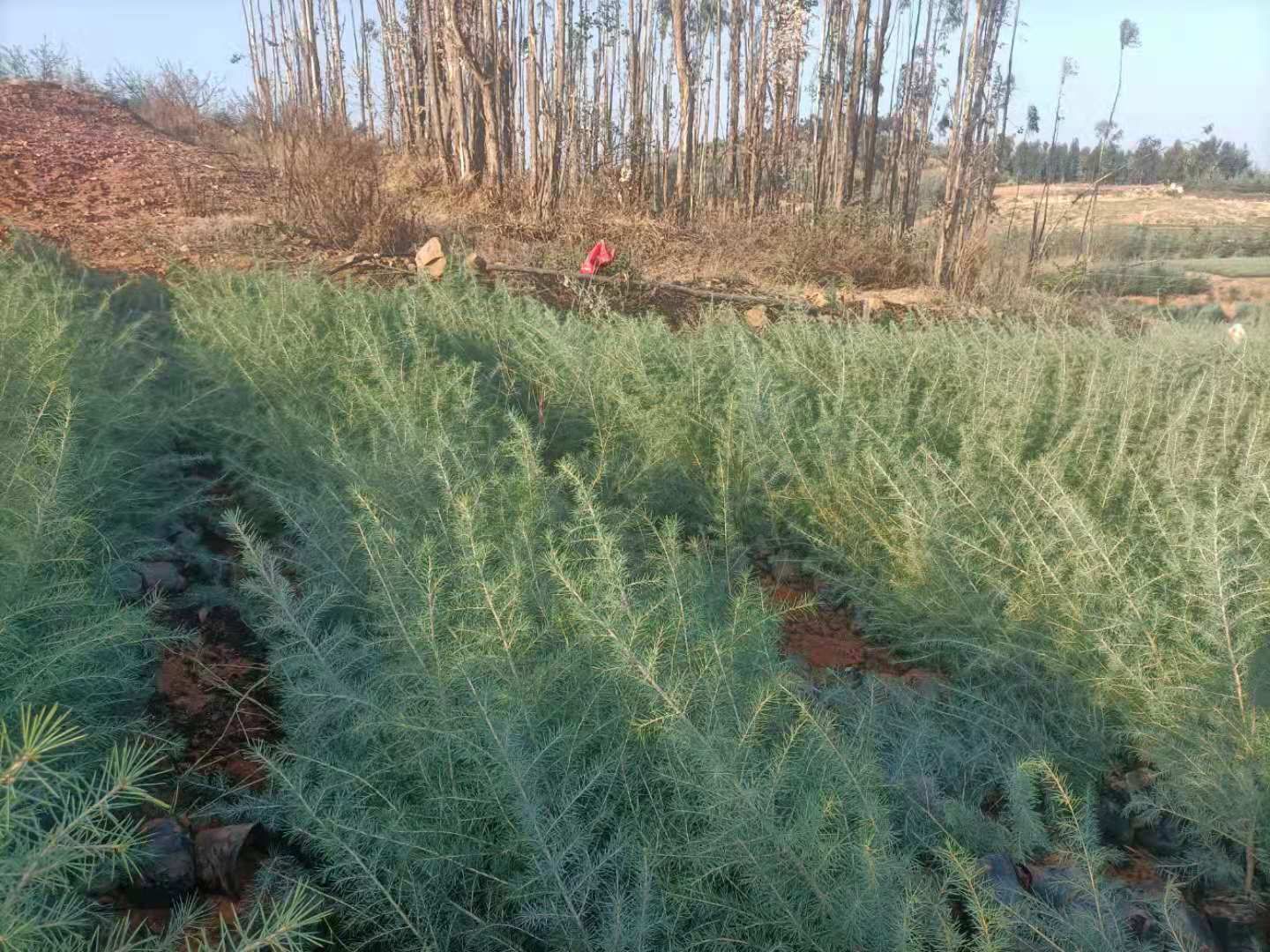 大西洋雪松 1m~1m5 2m~2m5