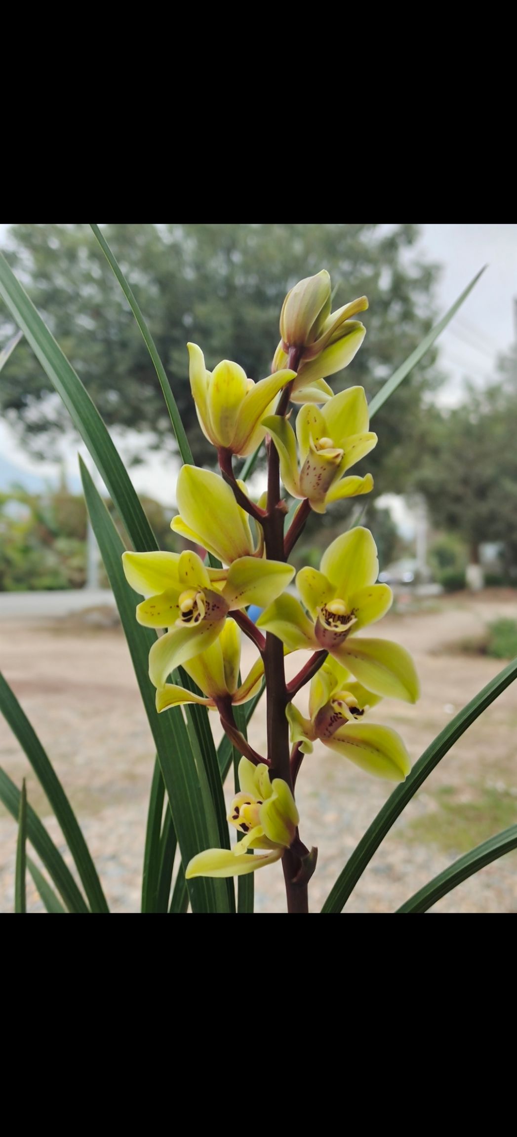 南靖县兰花寒兰灵巧仙子兰花苗建兰易带花苞易带芽好养活不带盆