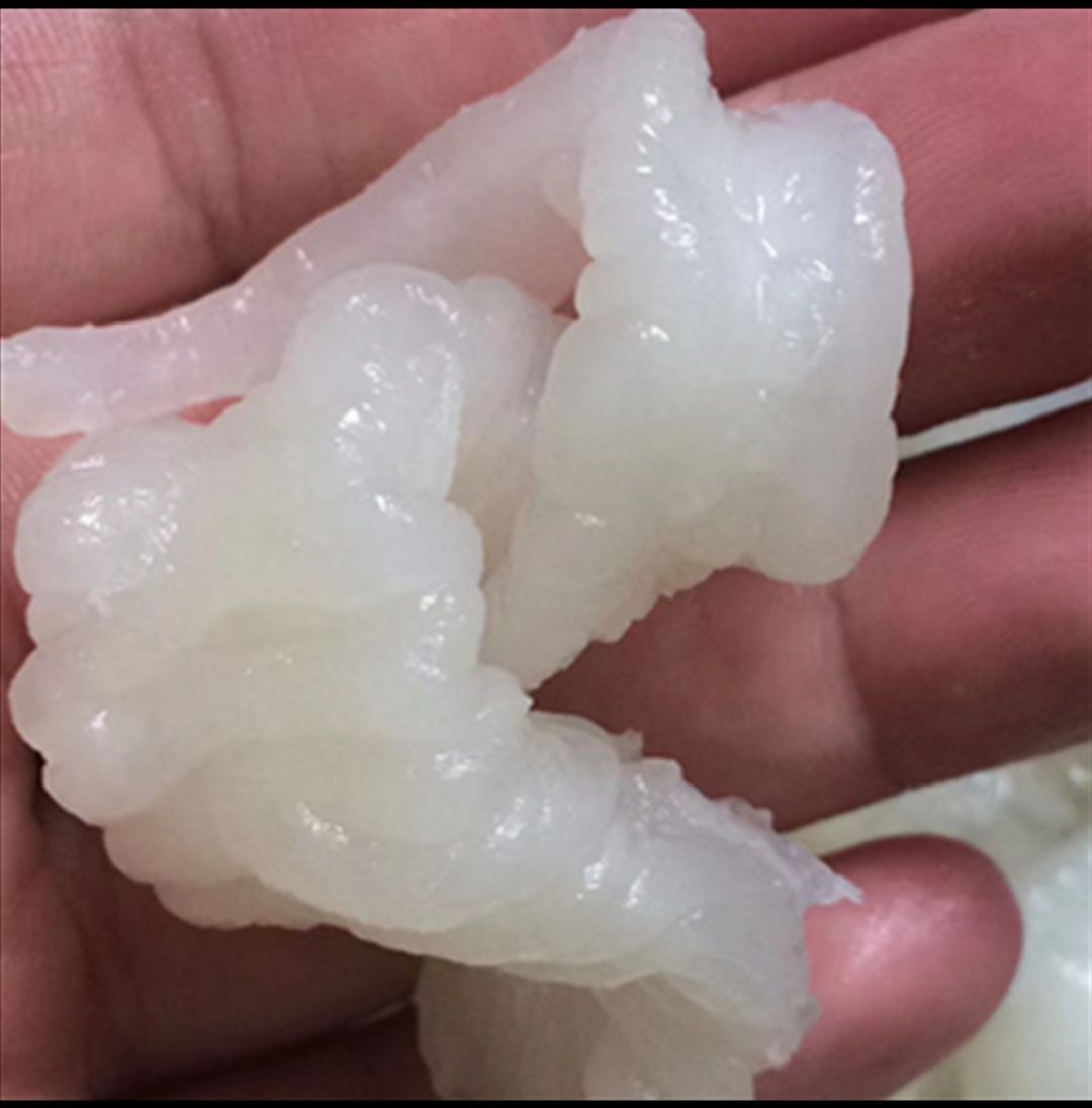 花胶肚小龙胶鱼胶