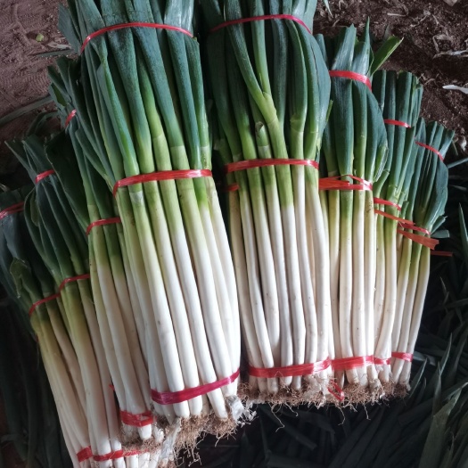 安丘市铁杆大葱 精品晚抽，小工棚量大从优