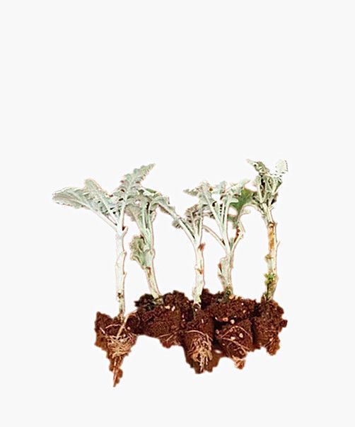 银叶菊银叶菊种苗银叶菊花种苗观赏叶