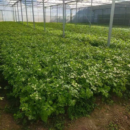贵州小香芹 常年有货