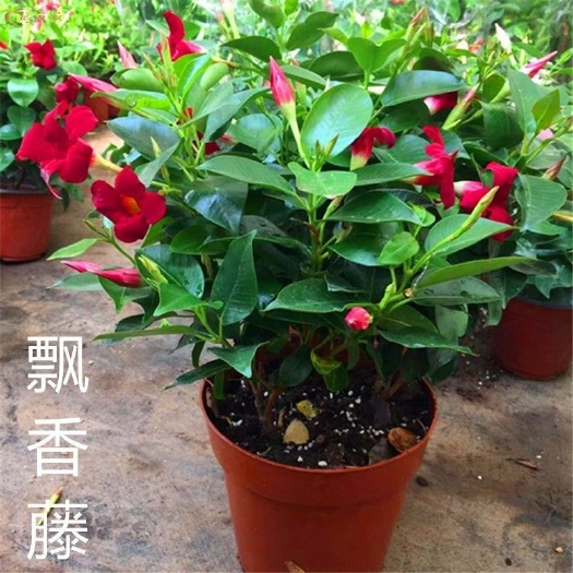 飘香藤法国香水花卉盆栽阳台爬藤植物耐寒热花期长带花苞花卉