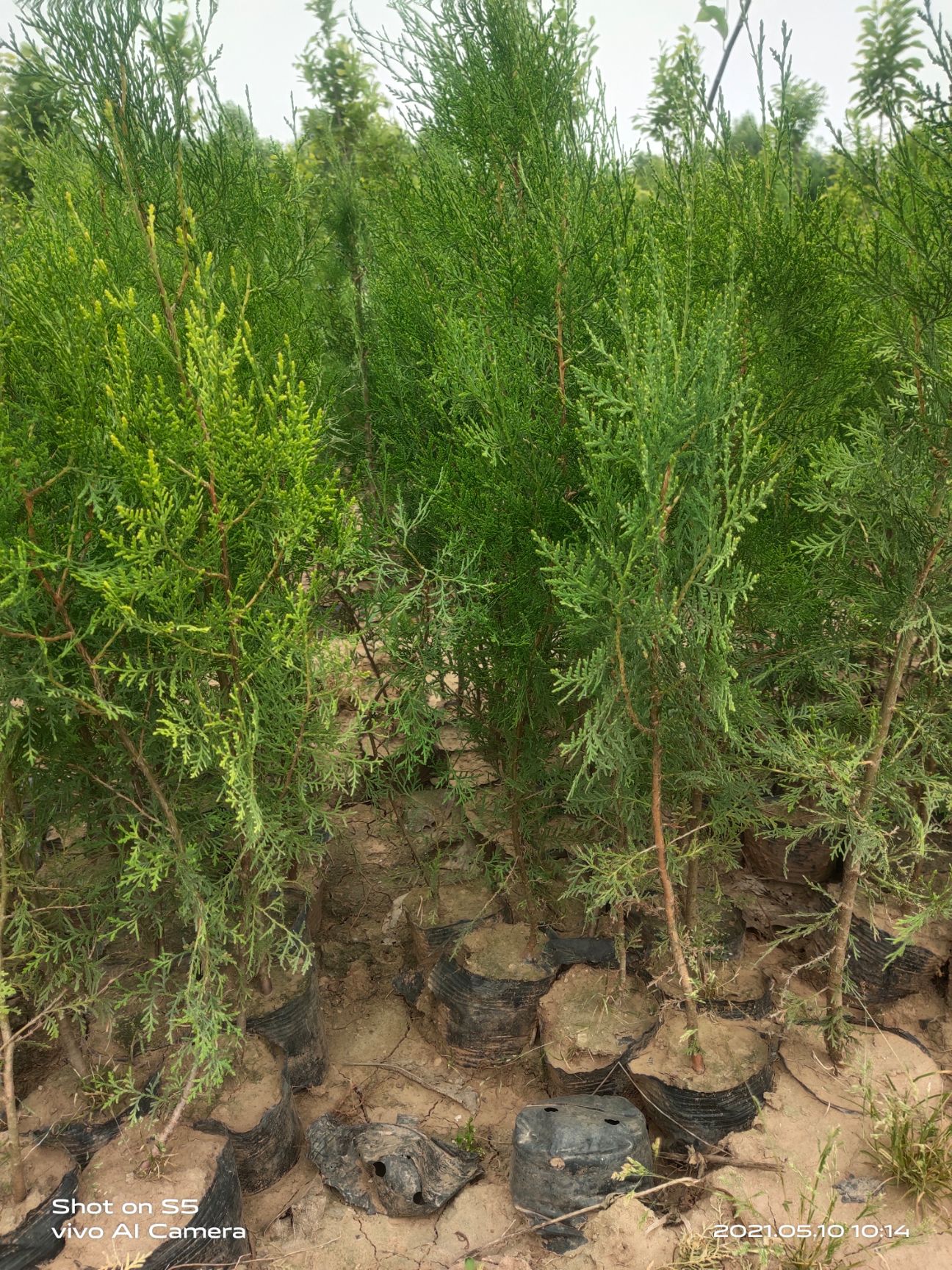 侧柏  高度70以上营养杯苗