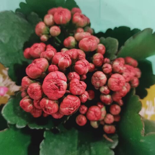 广州长寿花盆栽重瓣大花带花苞花苗室内开花多肉好养花卉植物鲜花绿植