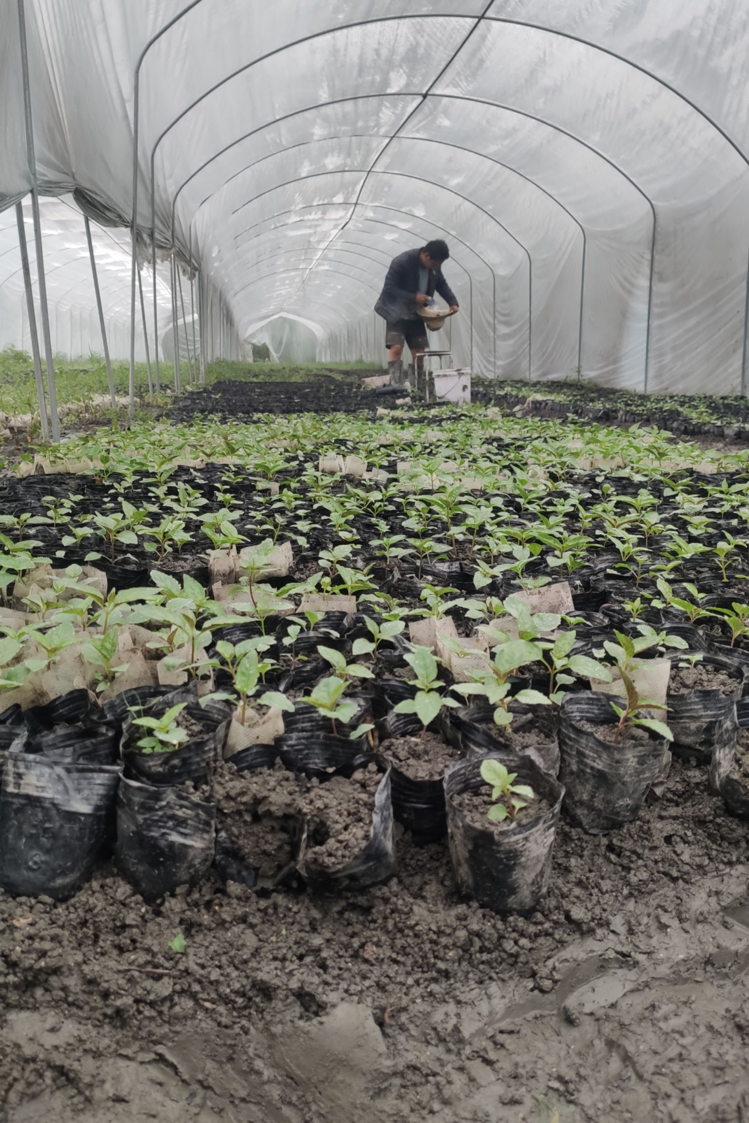 红果参苗包邮当年种当年结果蜘蛛果苗下单送2棵