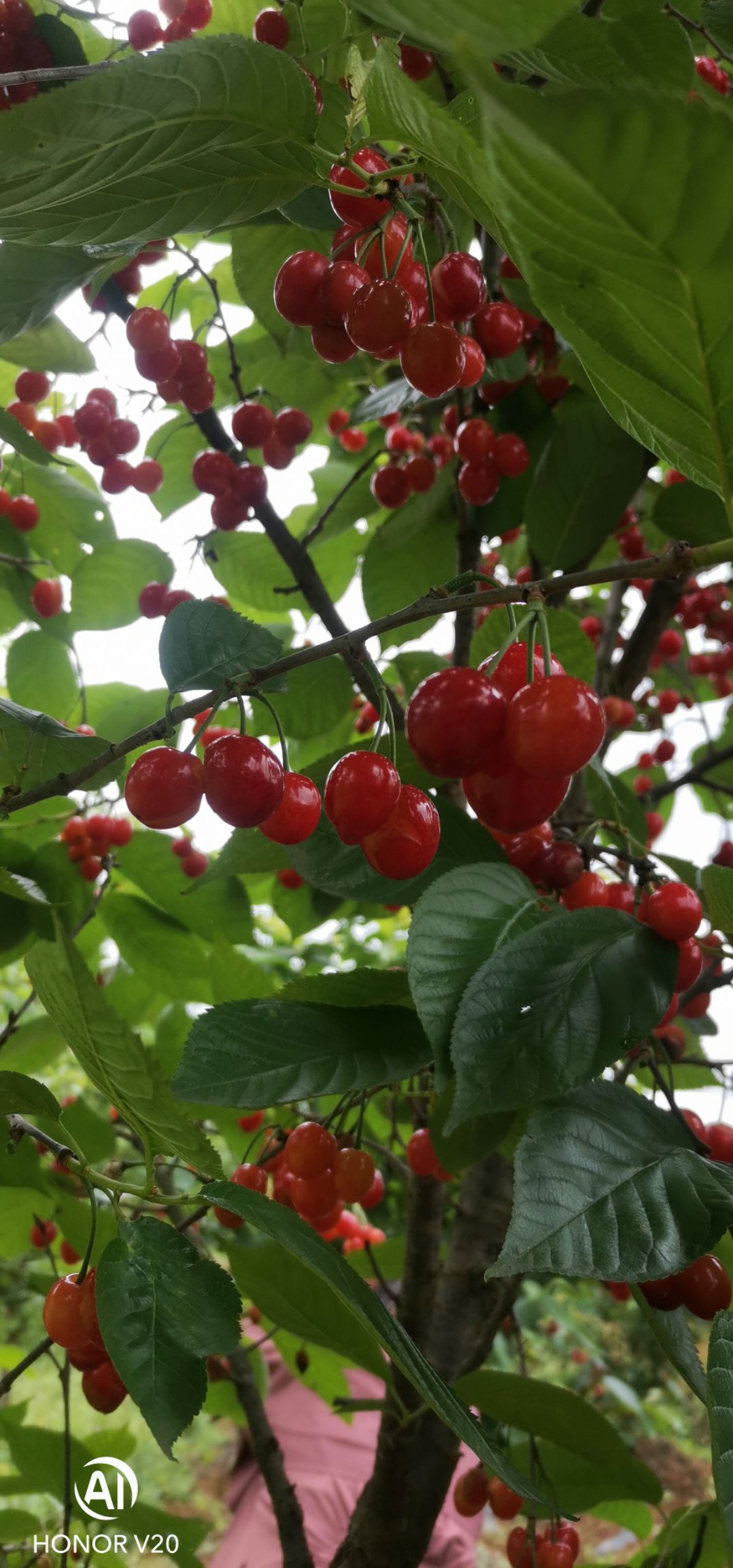 玛瑙红樱桃树苗  正宗贵州纳雍县玛瑙红樱桃