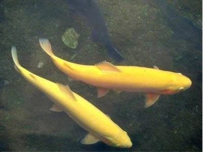 临朐县虹鳟鱼 流水养殖，肉质好，品质好