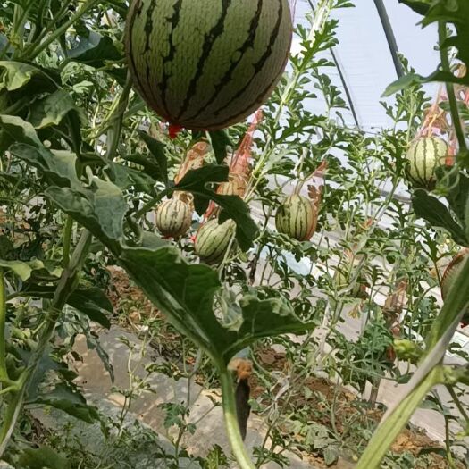 大荔县各种高端西瓜供应