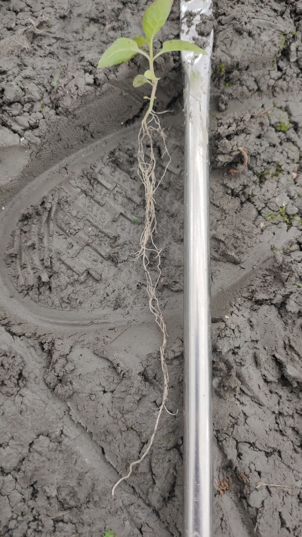 红果参苗包邮当年种当年结果蜘蛛果苗下单送2棵