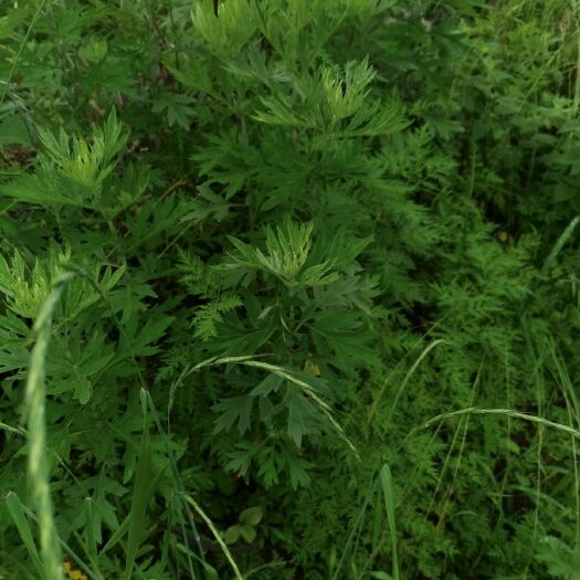 古丈县艾草 