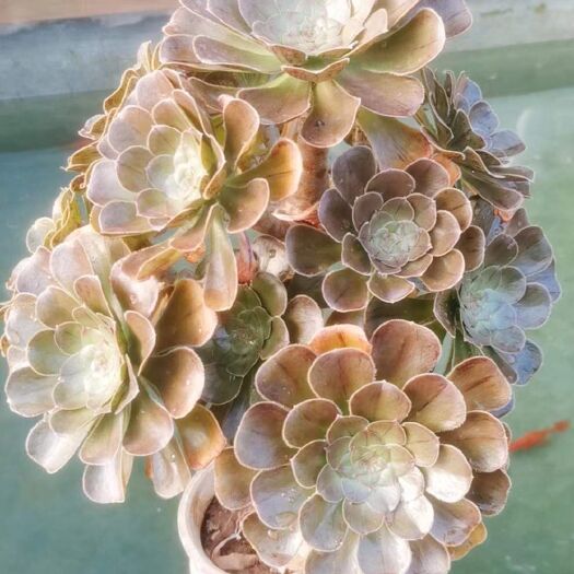 永城市 精品法师棚~拉丝锦大老桩，高度50+，养五年了，特批10棵