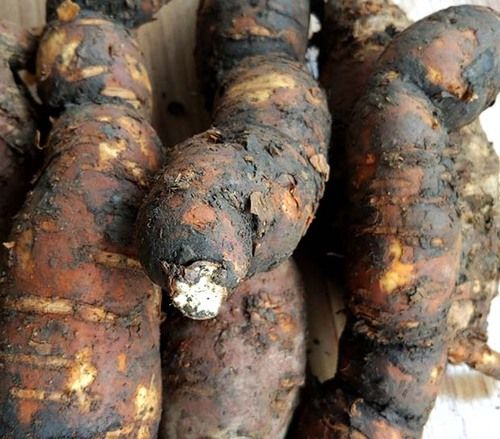 白首乌  大别山何首乌隔山消