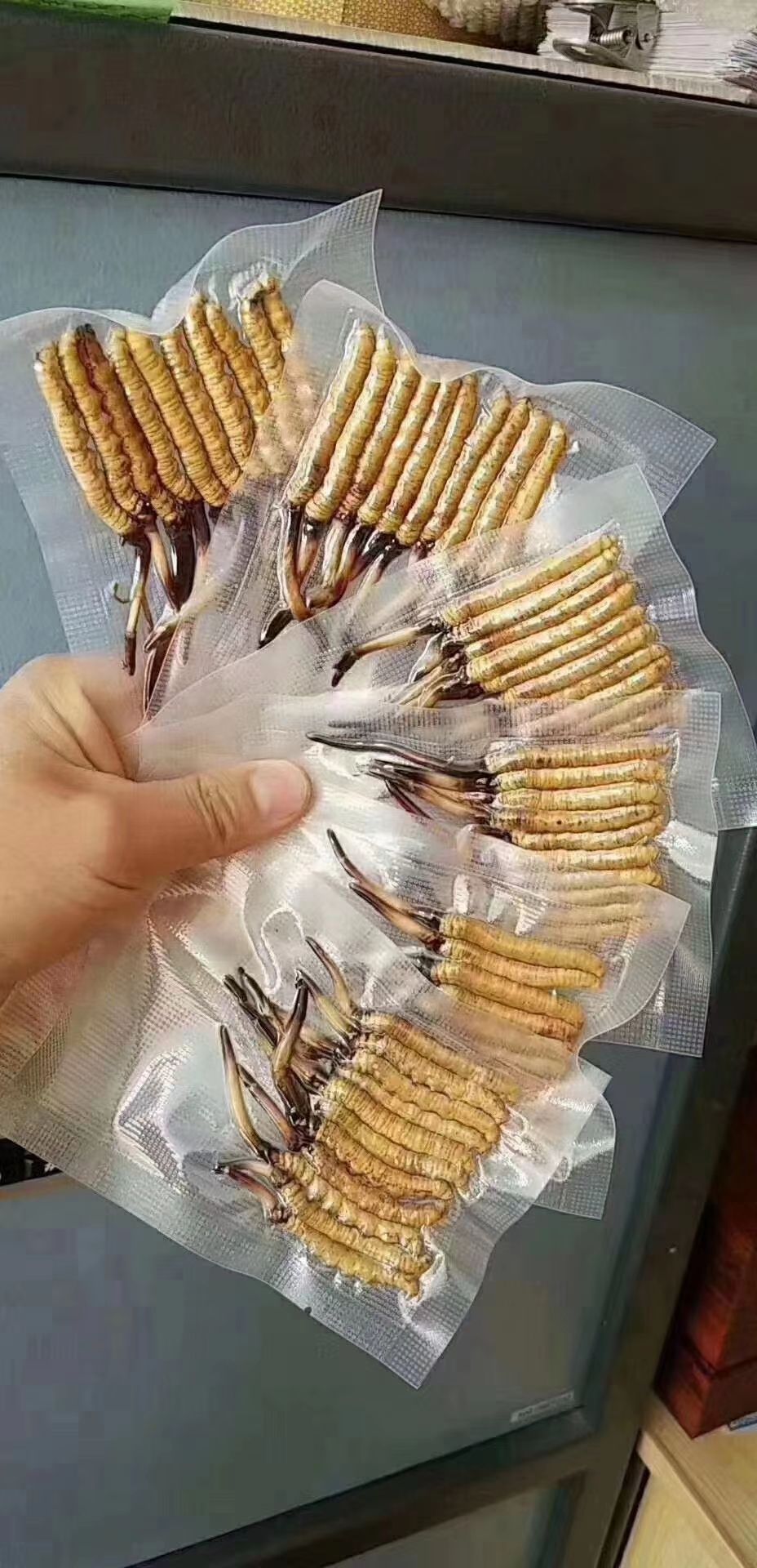 冬虫夏草 高冬虫夏草