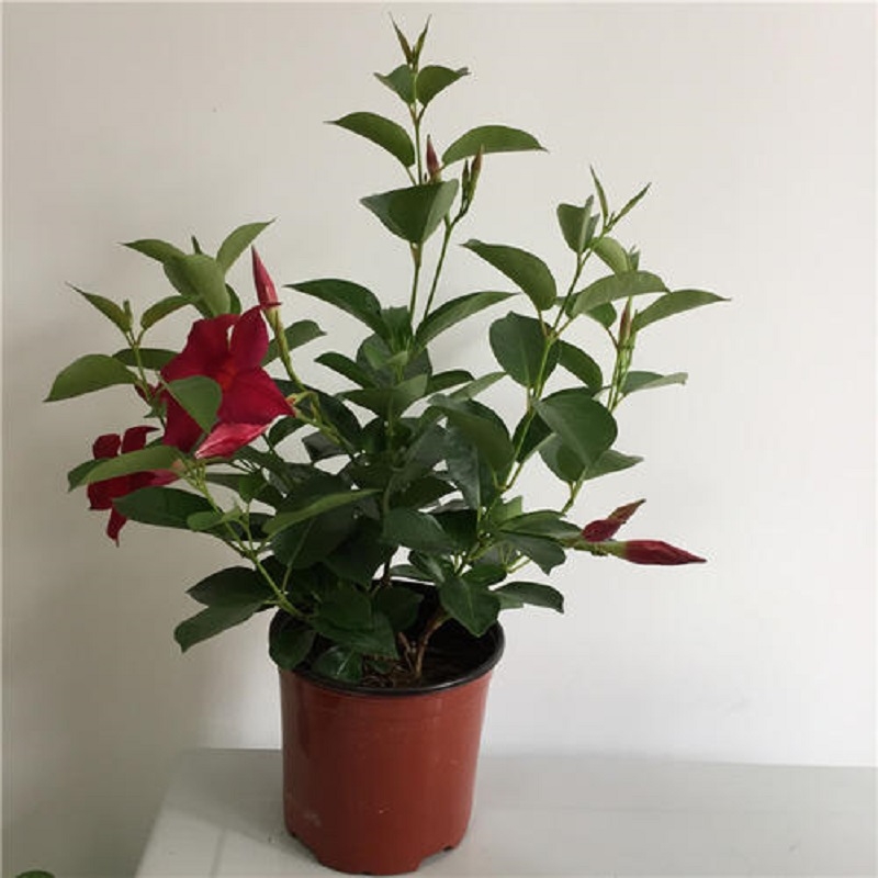 飘香藤法国香水花卉盆栽阳台爬藤植物耐寒热花期长带花苞花卉