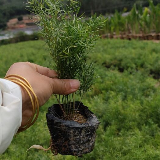 漳浦县 天门冬大量供应