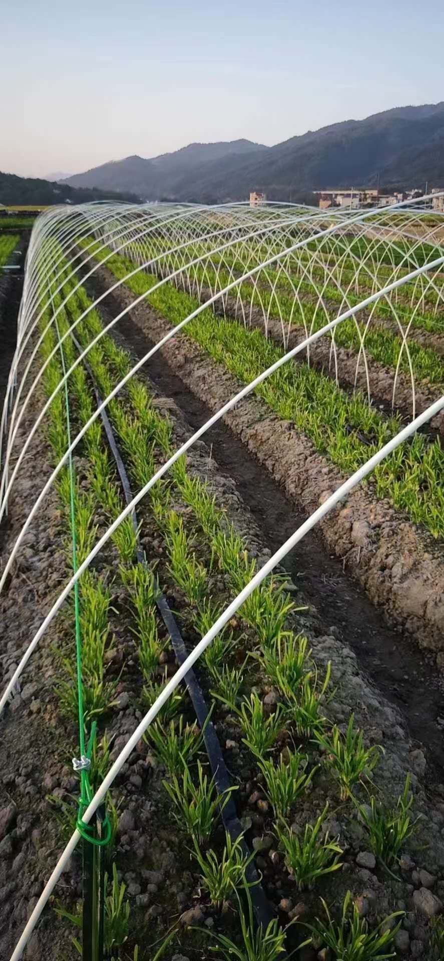 种植大棚  普通大棚，温室大棚，小拱棚弓子