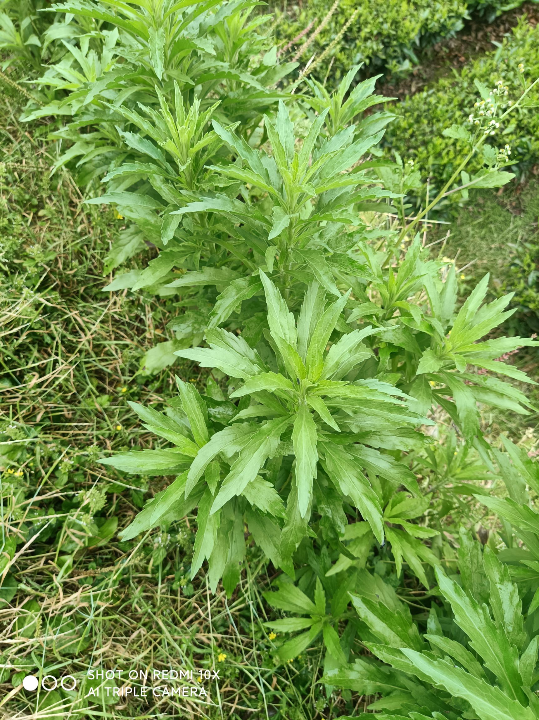  小蓬草