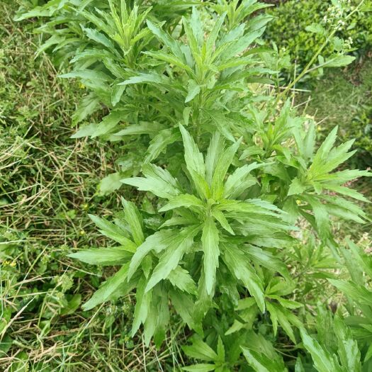 咸丰县 小蓬草