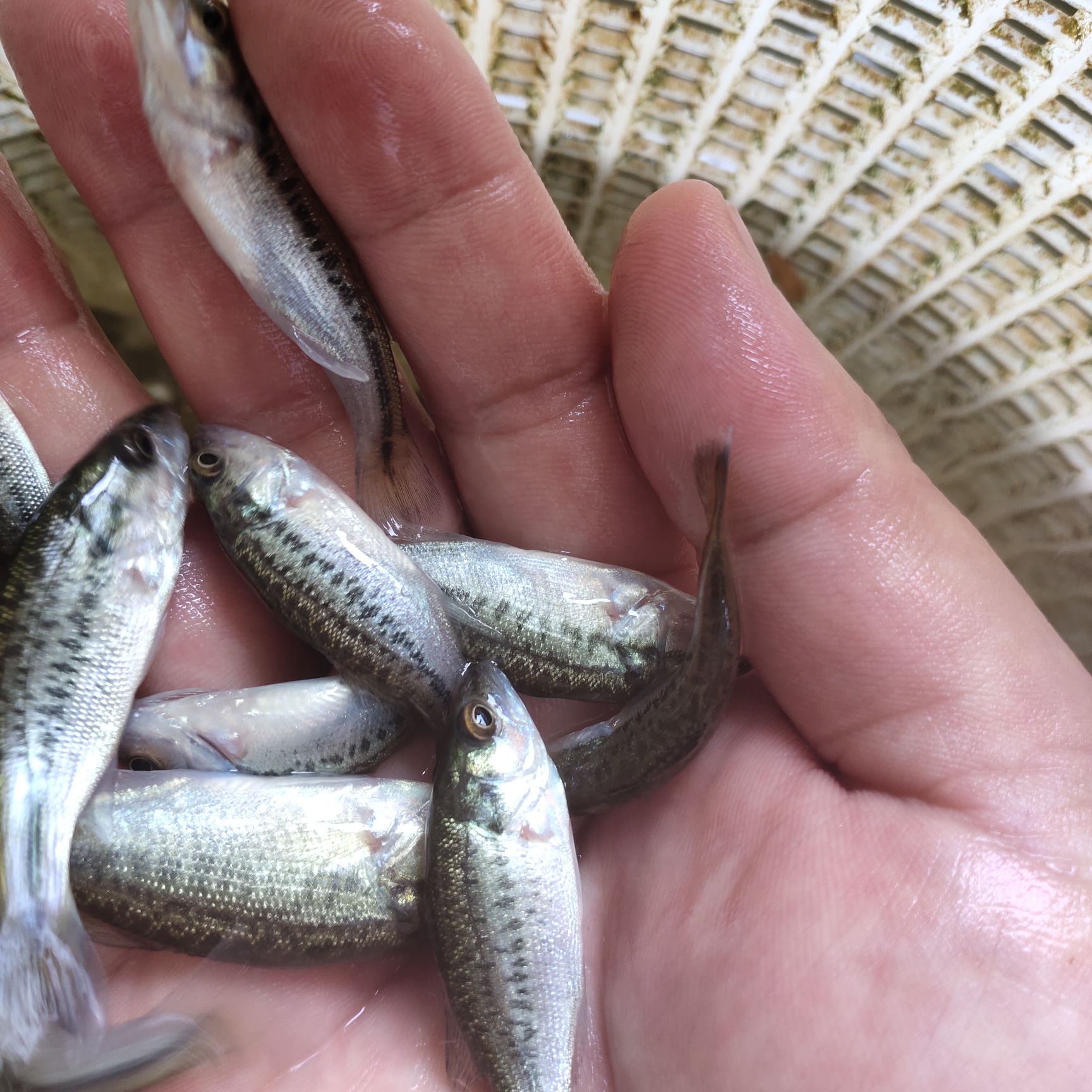 加州鲈鱼苗量大从优，价格可议