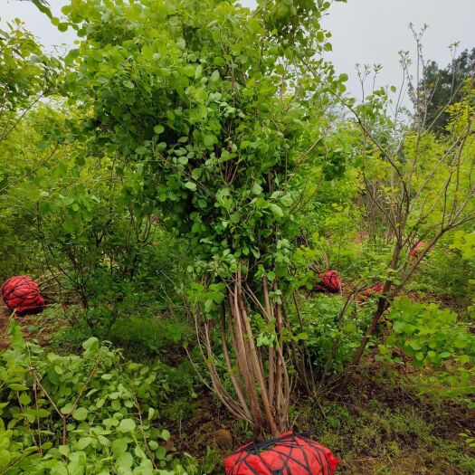 南召县 丛生黄栌