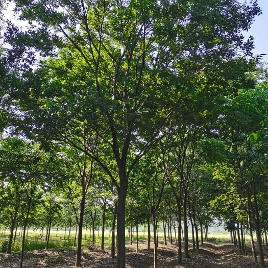 长兴县红榉  本苗圃常年批发 2-22公分榉树，树形优美，诚信经营