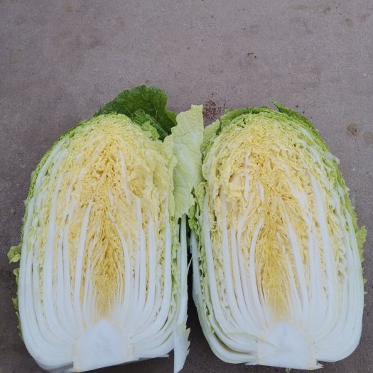 定州市 黄心大白菜