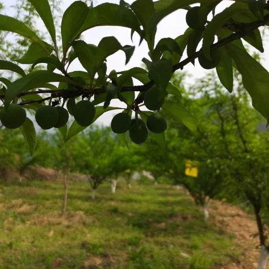 罗甸县蜂糖李 峰糖李，提前预售，欢迎资询。