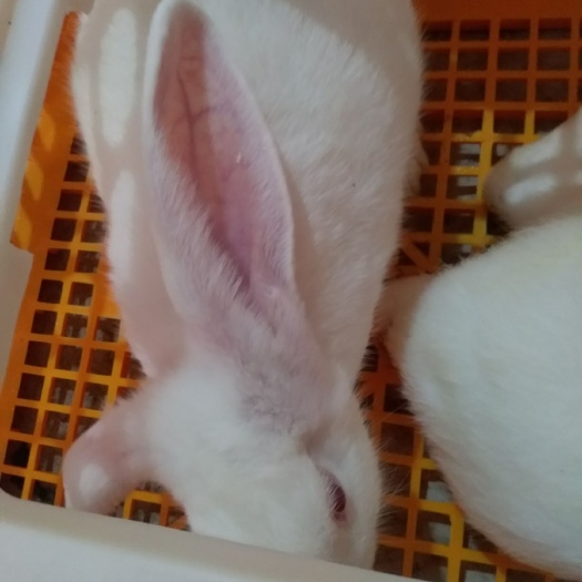 阳江肉兔 伊拉兔