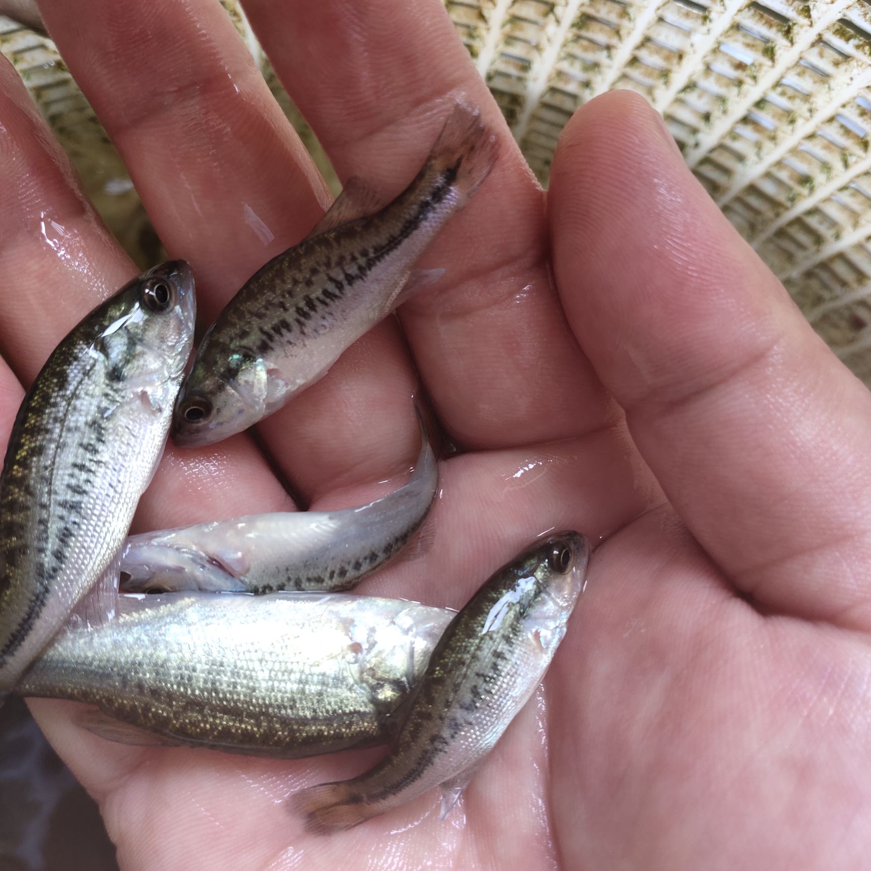 加州鲈鱼苗量大从优，价格可议