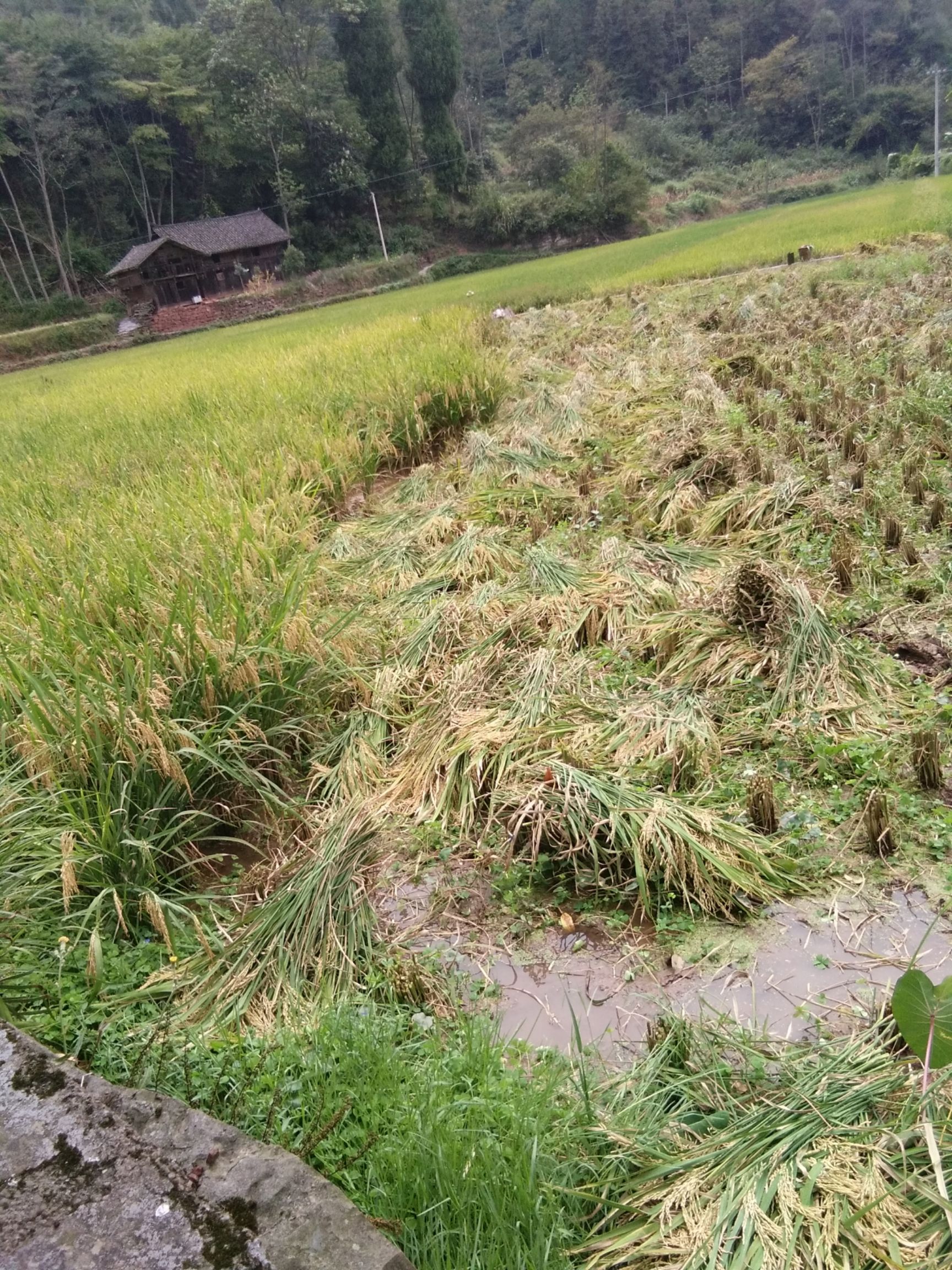 稻花魚 